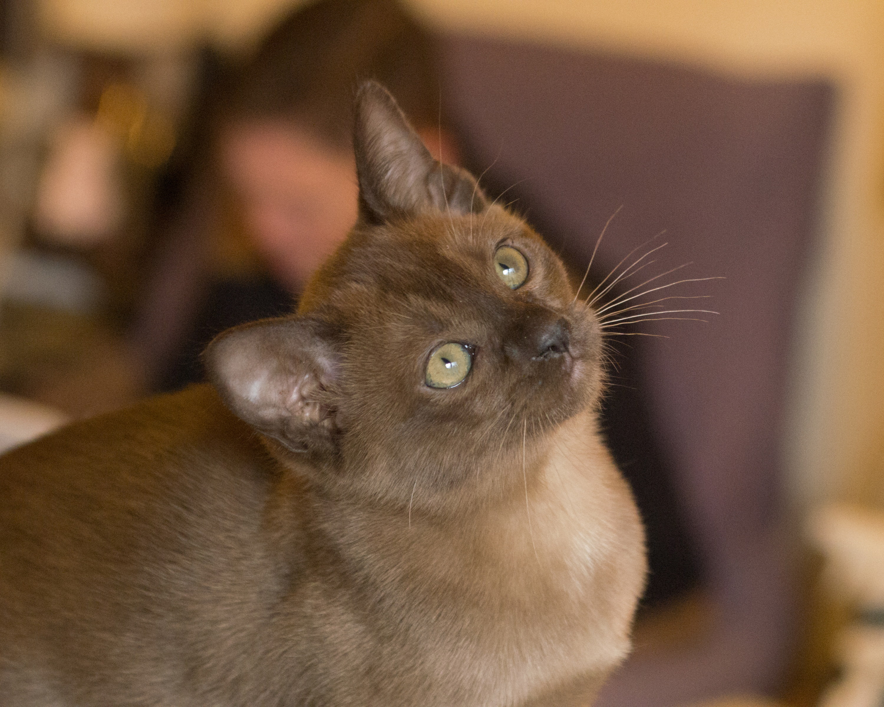 Undivided Attention