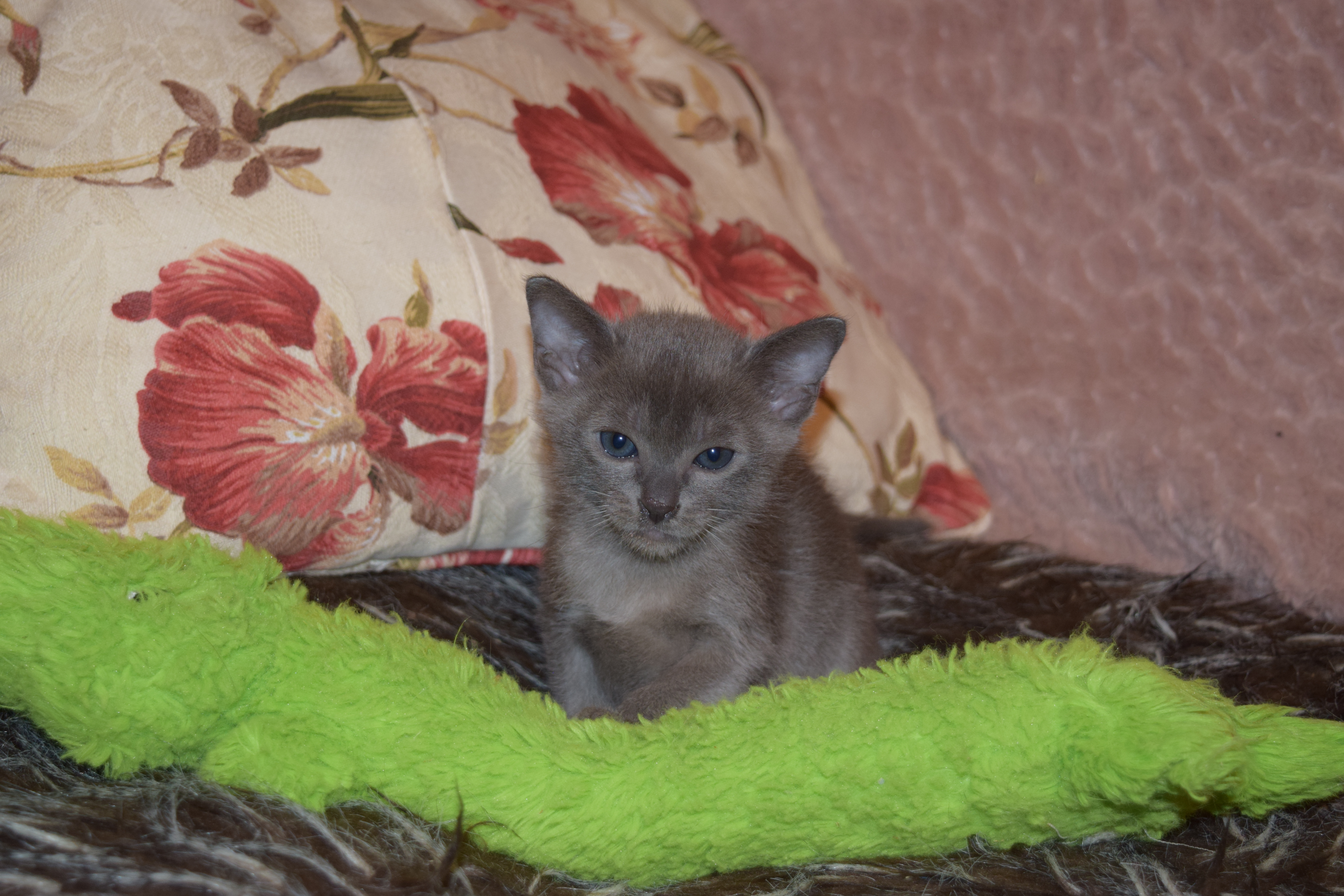 Cheeka's Kittens