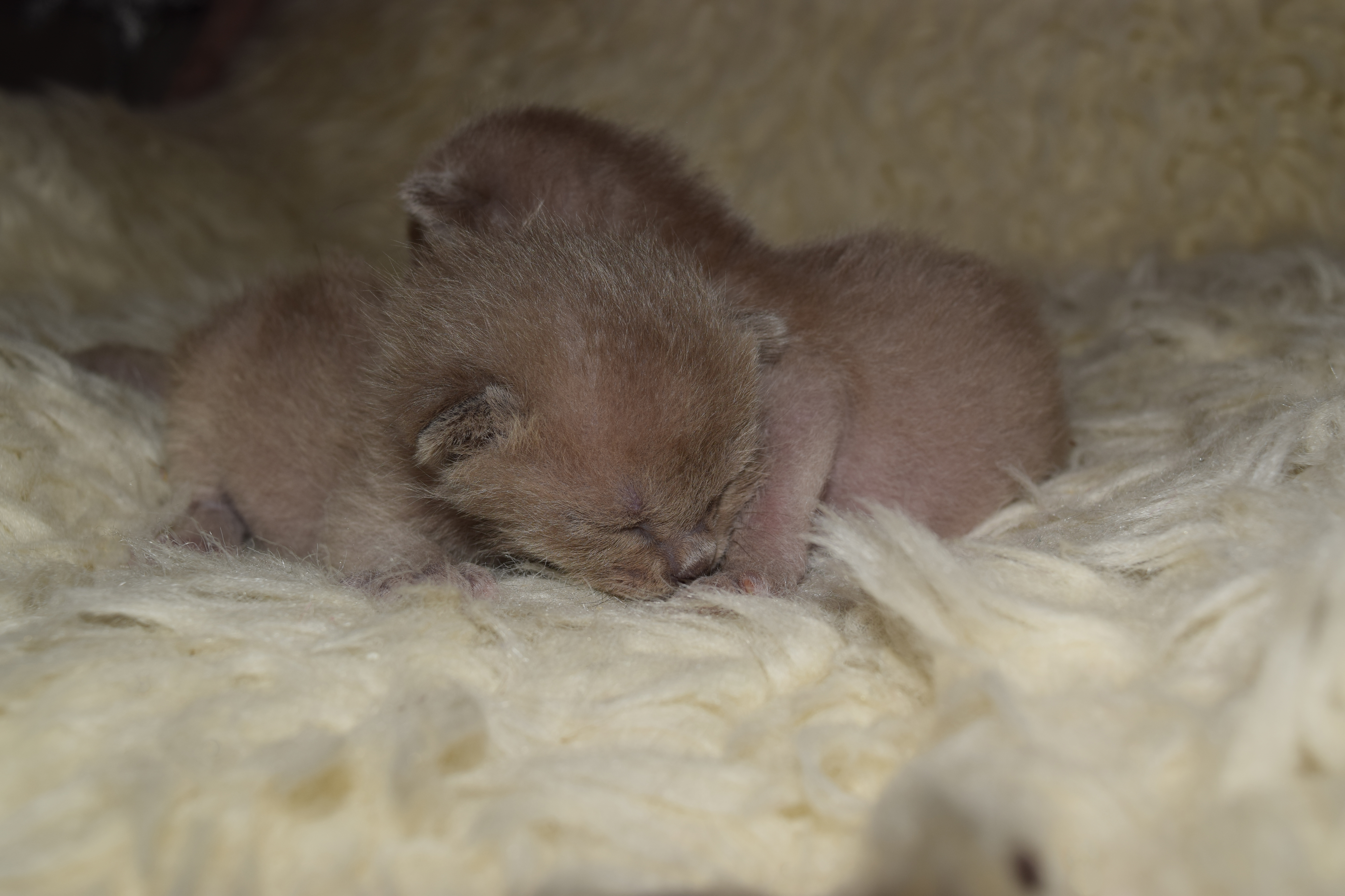 Bella's Blue Kittens