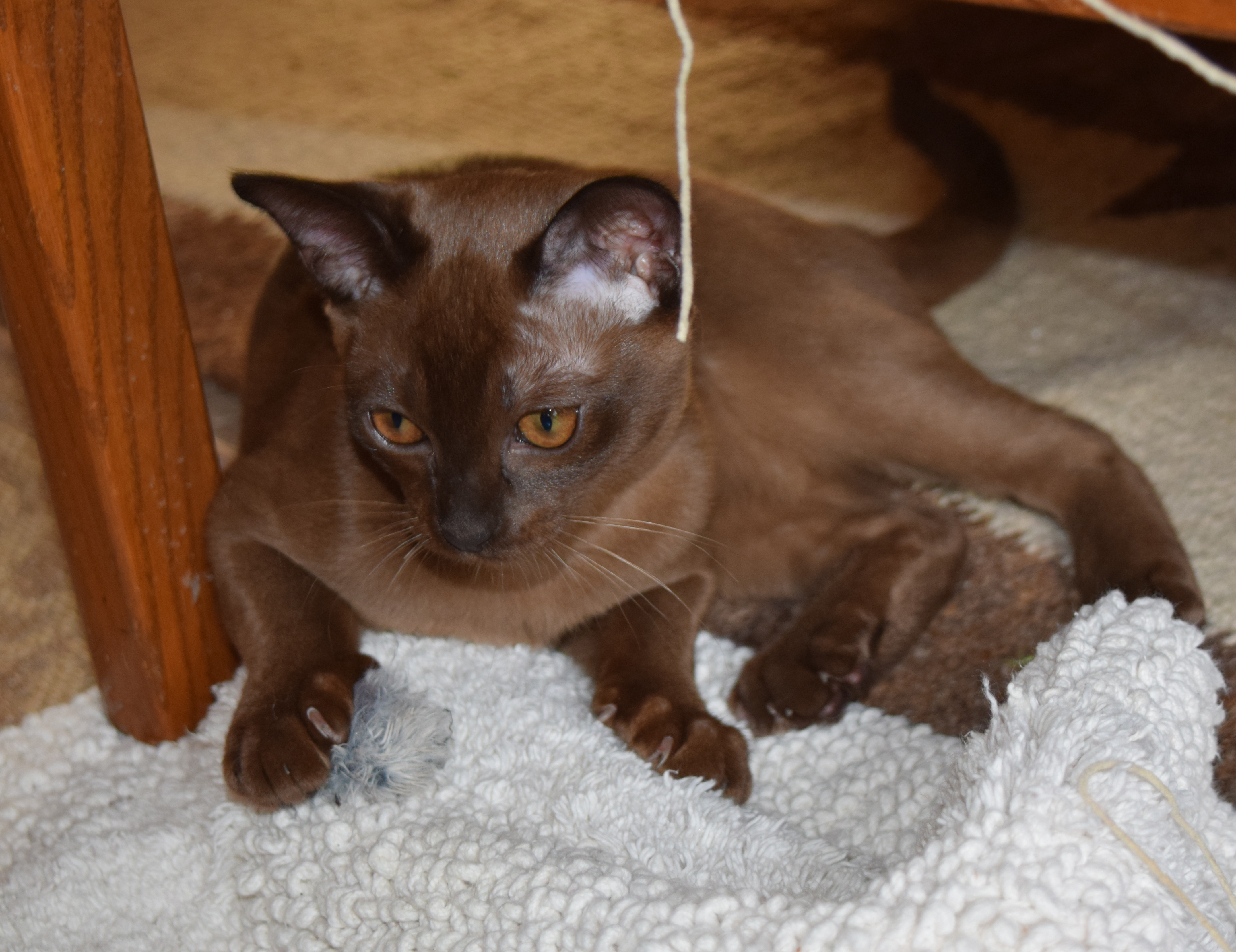 Tinkerbell As A Kitten