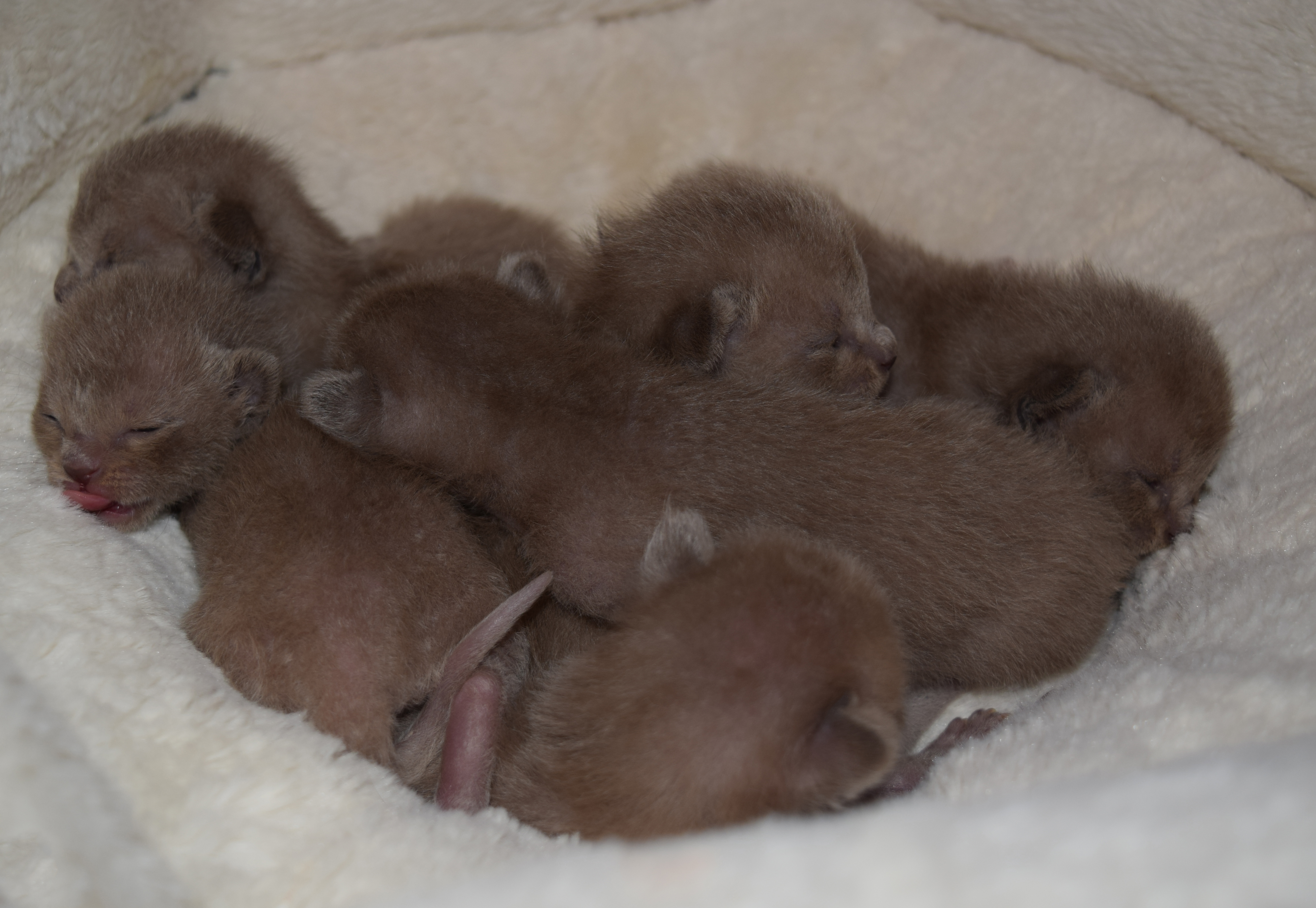Bella's Kittens