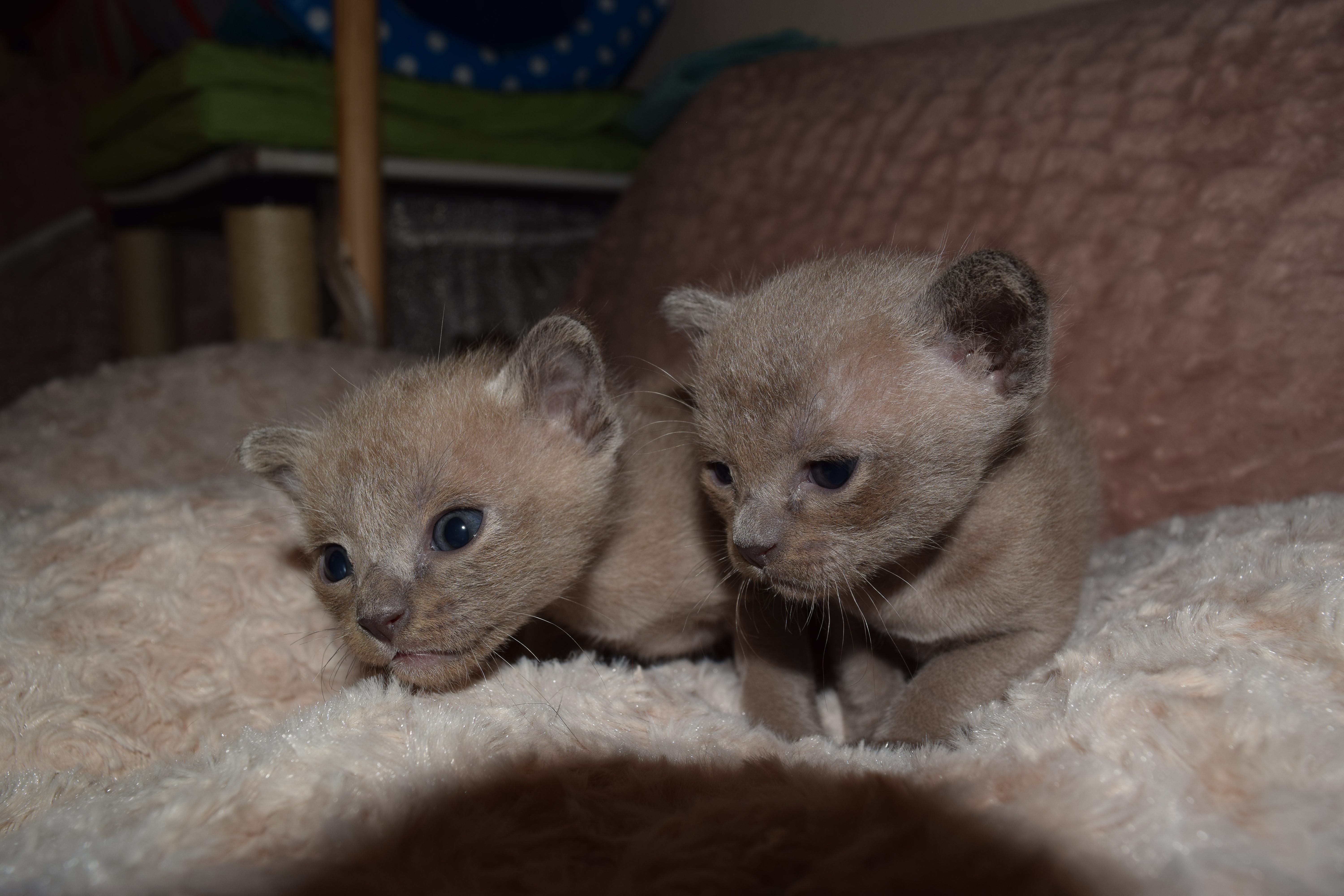 Bella's Blue Kittens