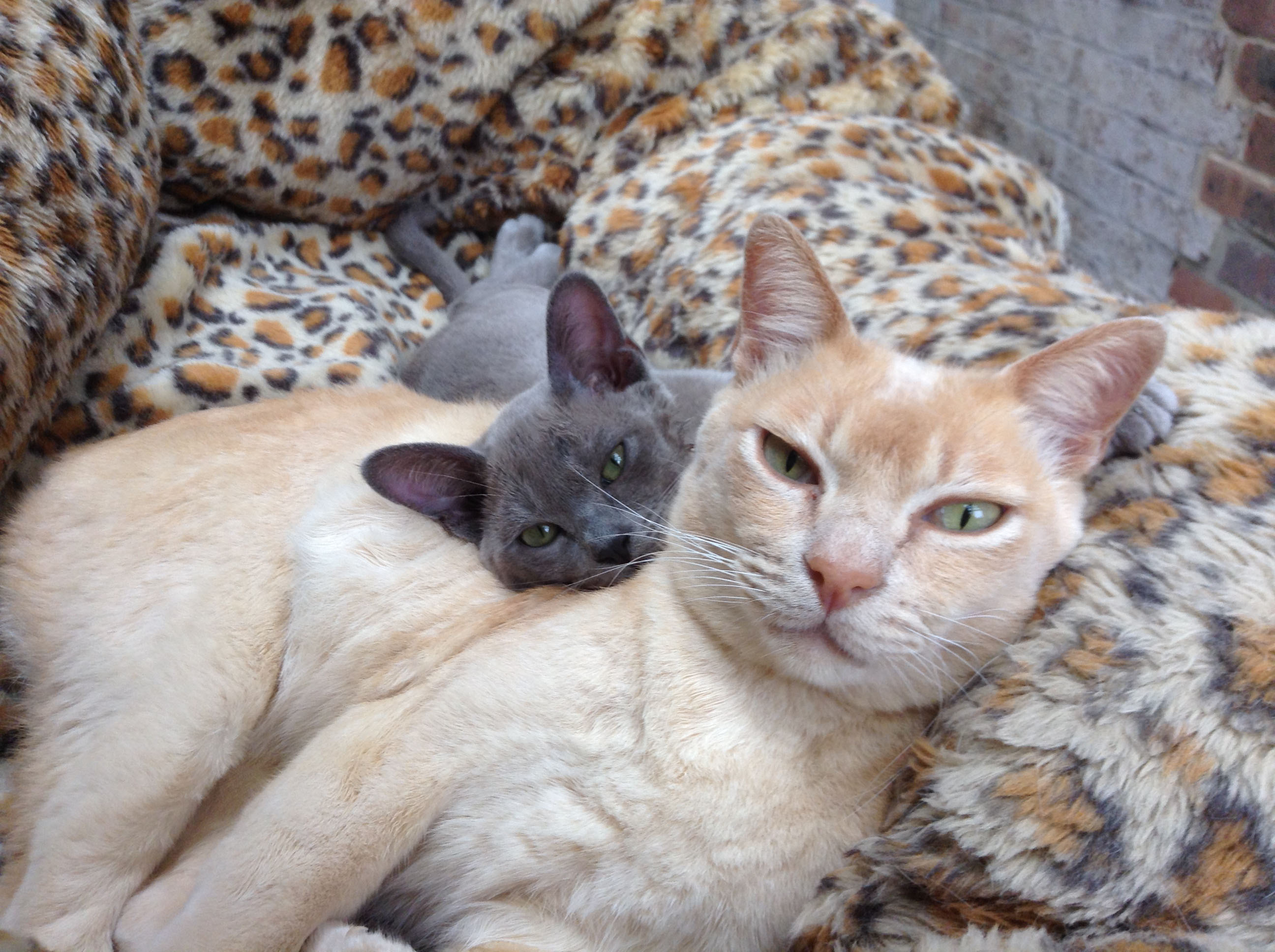 Bluebell and Louis