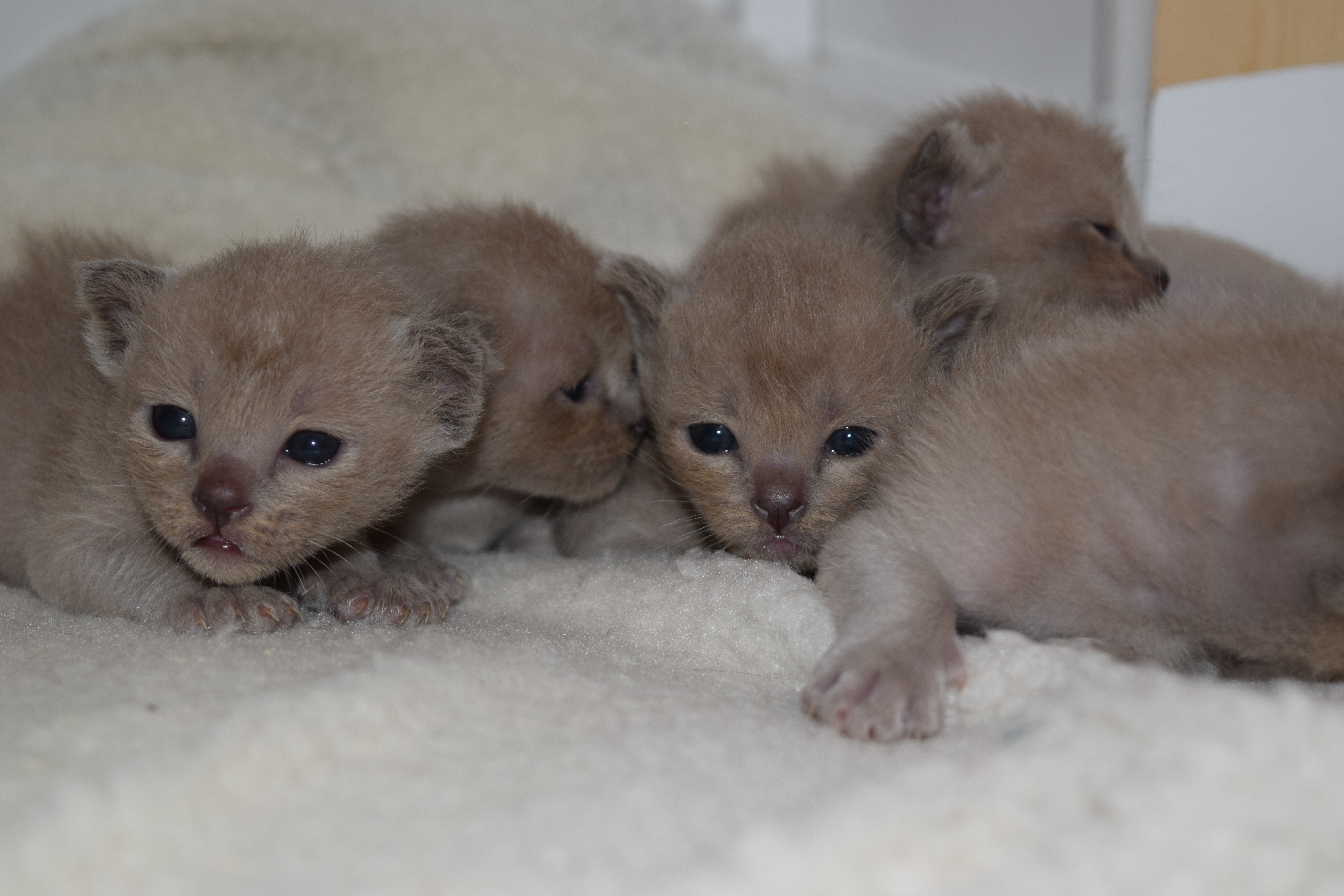 Cheeka's Blue Kittens