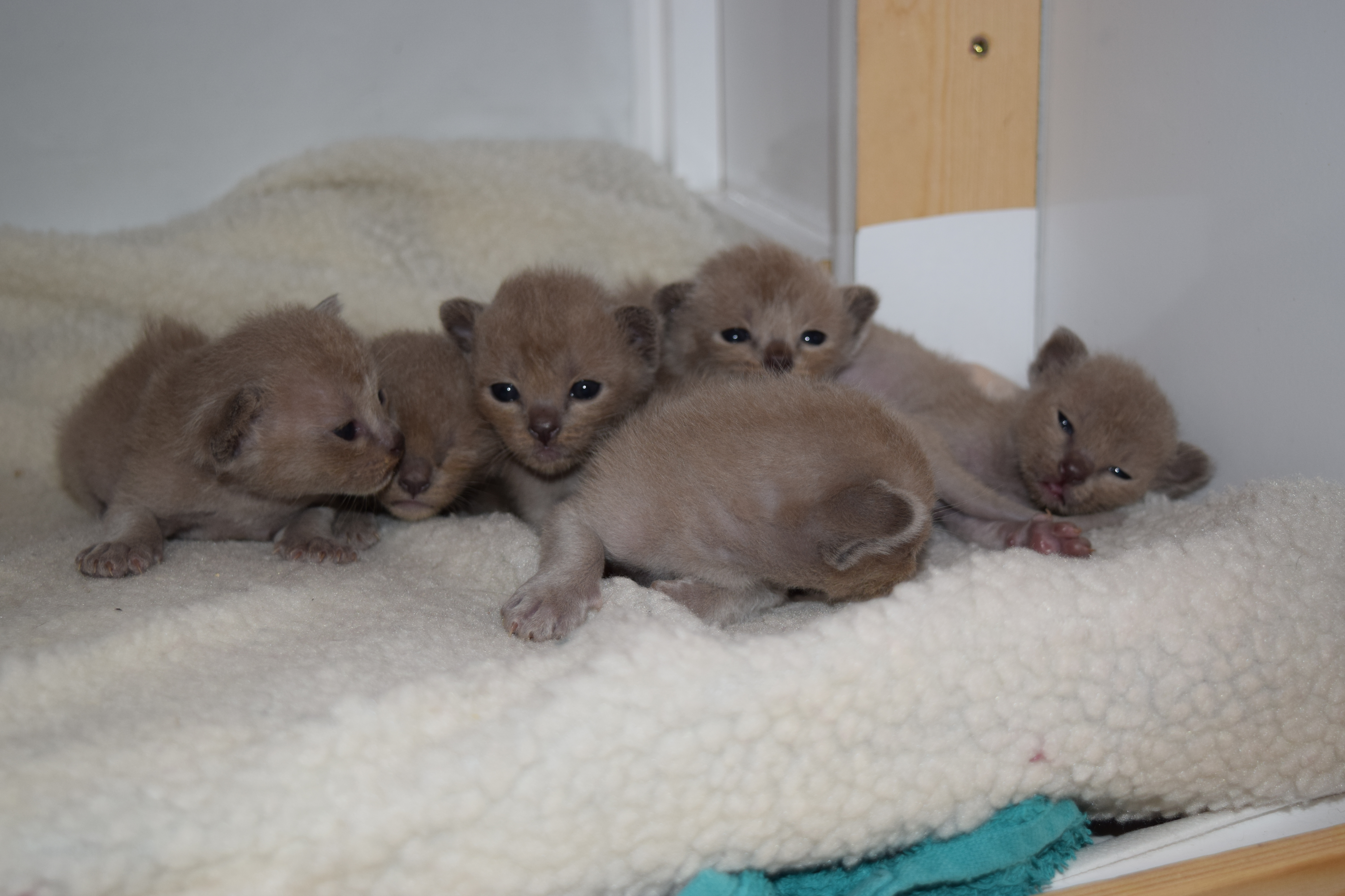 Cheeka's Blue Kittens
