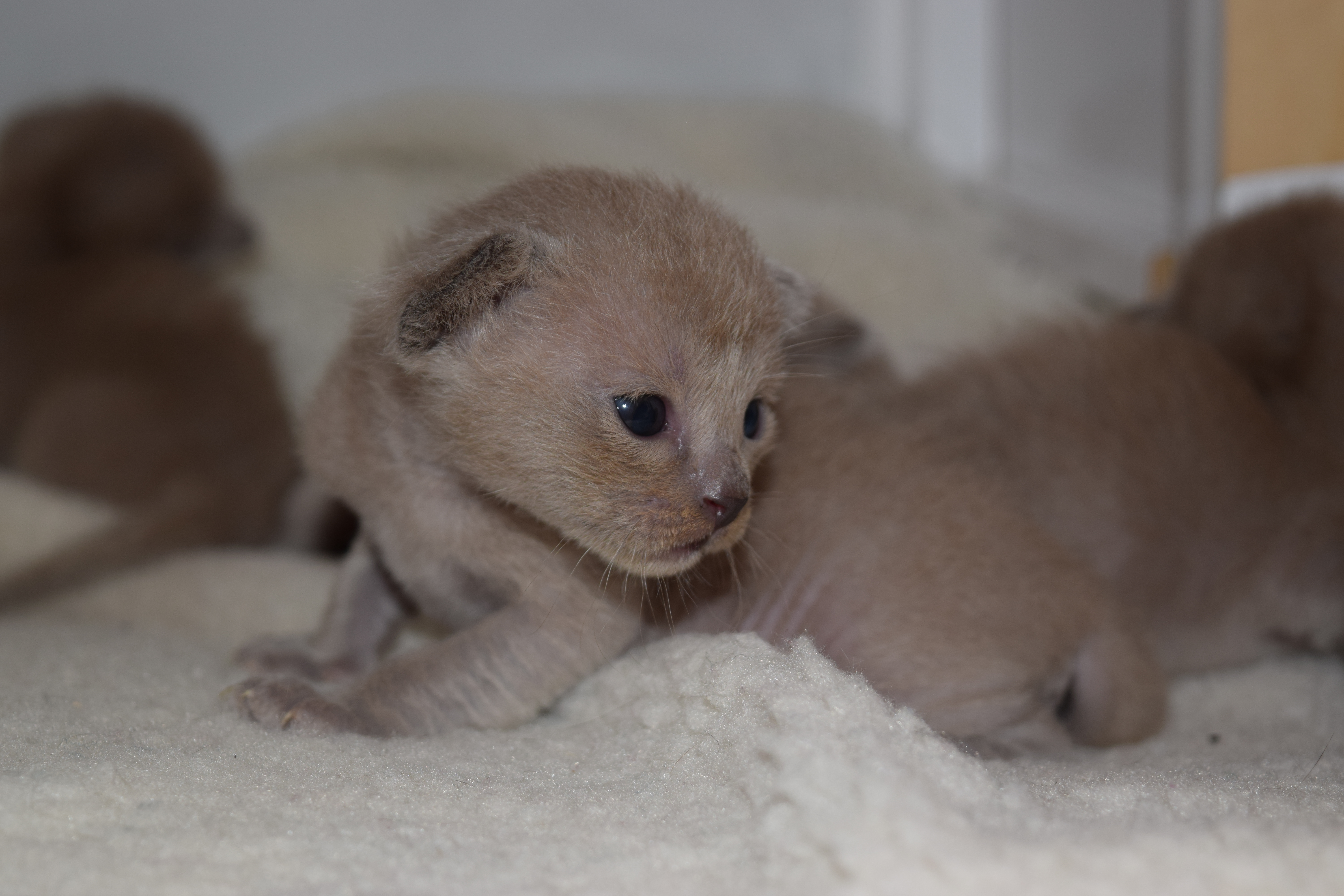 Cheeka's Blue Kittens