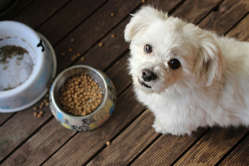 Why pet food is a key opportunity for feed innovation