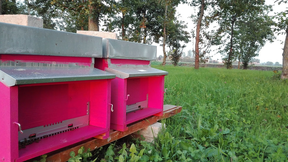 il nostro apiario nel bosco