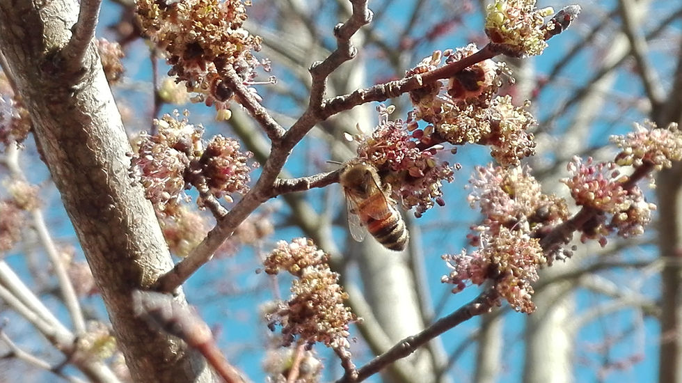 inflorescenza dell'olmo
