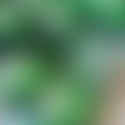 St. Patrick's Day Cupcakes!