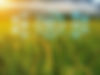 Ag Tech Solutions, IT Agriculture Automation Solutions, PLC SCADA System Administration, Enterprise Industrial Networking IT