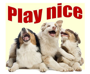 Three aussie puppies next to each other with playful mouthing