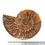 Thumbnail: Ammonite ‘Cleoniceras’ Cut Pair 