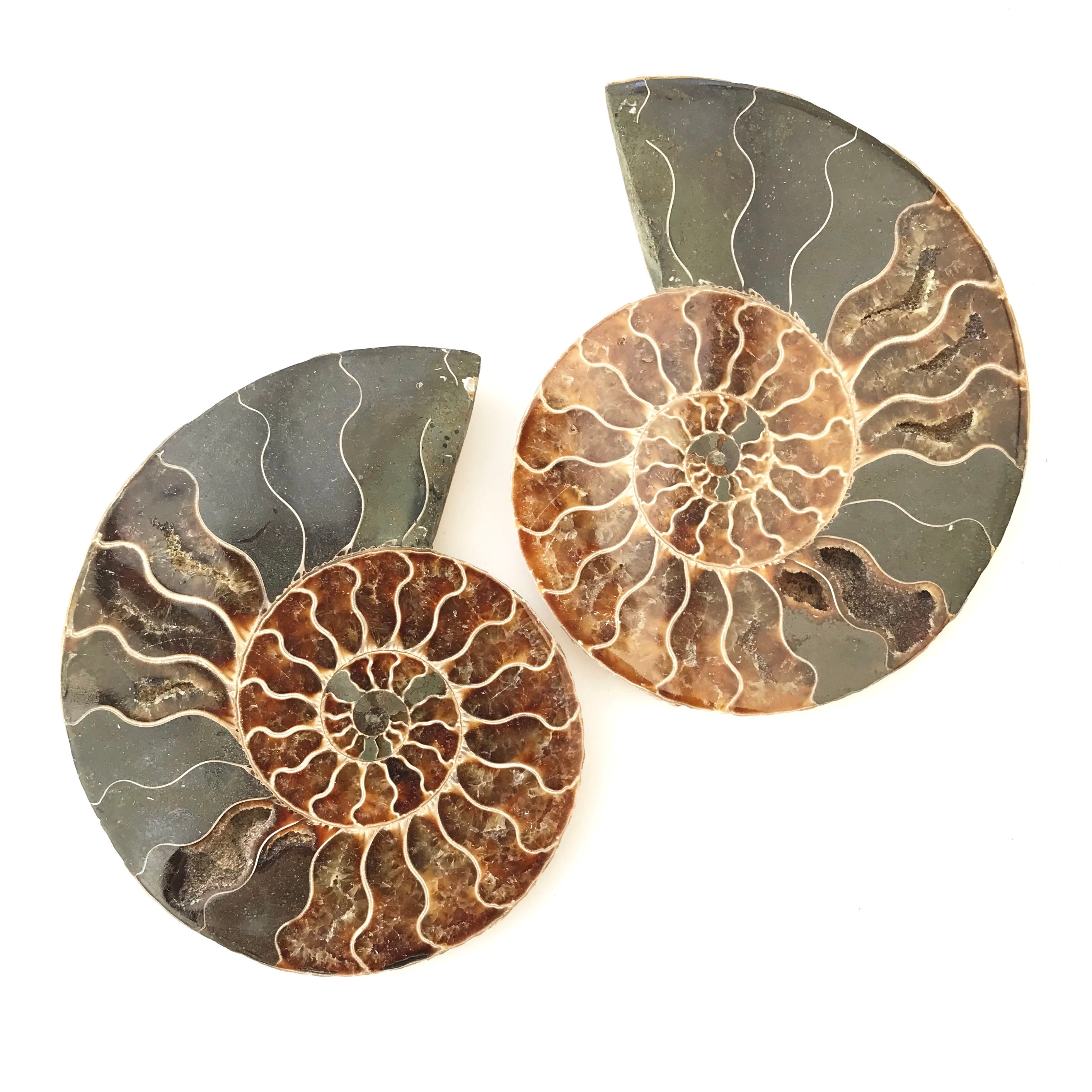 Pair Ammonite ‘Cleoniceras’