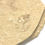 Thumbnail: Double Shrimp Carpopenaus Callirostris