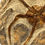 Thumbnail: Brittle Star Ophiura