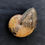 Thumbnail: Ammonite ‘Phylloceras’