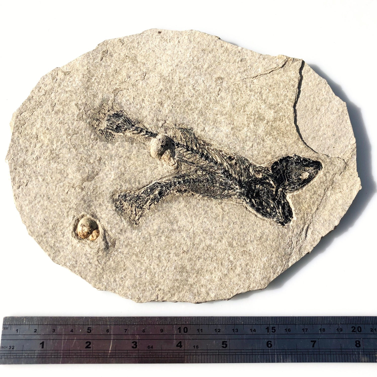 Mioplosus Duo Fishes