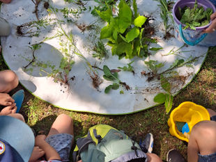 Kräuterwanderung Kinder