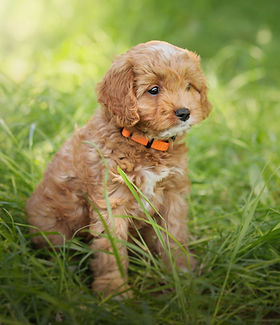 Toy & Mini Cavoodle | Pitter Patter Cavoodles | Tea Tree Gully