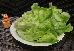 意大利生菜