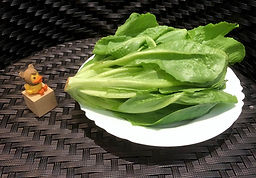 羅馬生菜