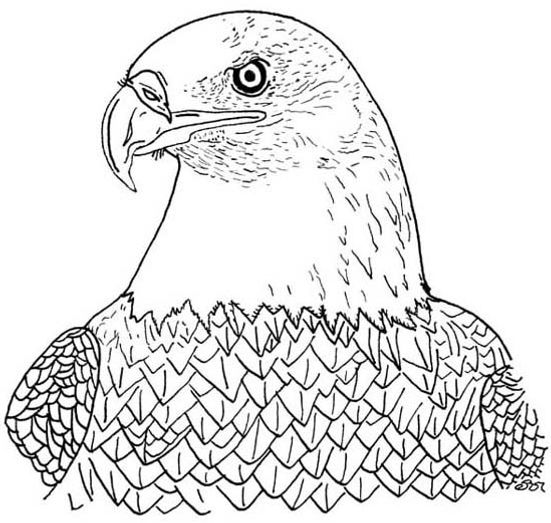 Eagle drawn in pen and ink