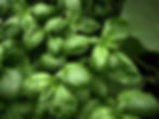 Basil