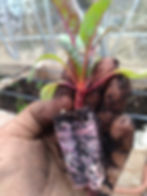 Beet seedlings