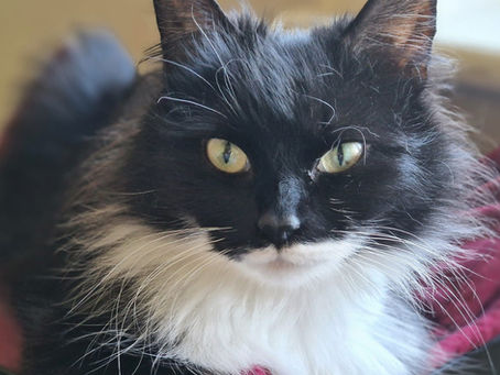 Tux (Female, Adult)