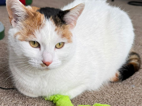 Luna (Female, 1 Year Old)