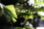 macro-green-tropical-branch.jpg