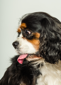 Cavalier