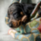 merle teckelpuppy