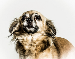 Foto van hond