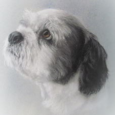 Shih Tzu
Pastel