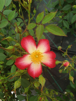 Rose Star Profusion