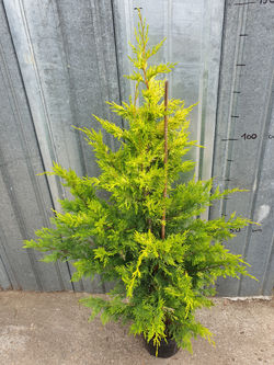 Cyprès de Leyland doré pot 7 litres