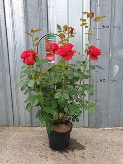 Rosier Docteur Watson pot 5 litres