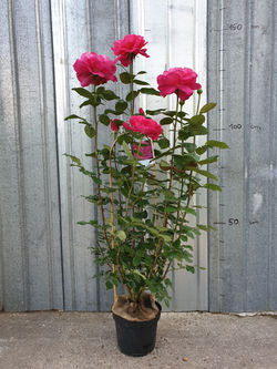 Rosier Velasquez pot 5 litres