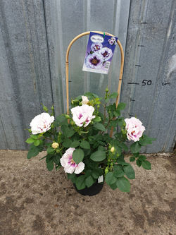 Rosier Blue eyes pot 5 litres