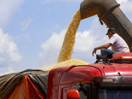 Colheita do milho chega à 50% em Sorriso/MT com projeção de quebra entre 10 e 15%