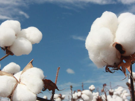 Oferta de pluma de algodão em Mato Grosso cresce 2%