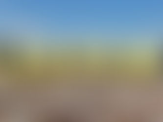 Área cultivada de algodão em Mato Grosso aumentou 21,5%