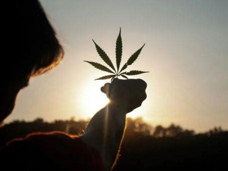 STF Descriminaliza Porte de Maconha: Impactos e Desafios na Aplicação da Lei