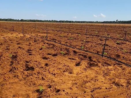 Revolução Agrícola em Tapurah: Sucesso da Agricultura Familiar