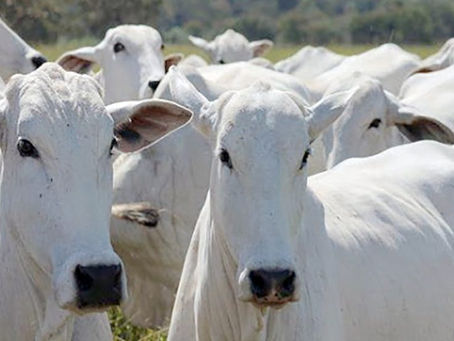 Rebanho bovino de Mato Grosso cai 8%