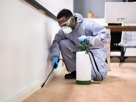 مكافحة النمل الأبيض بنجران