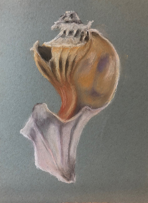 Conch Spine