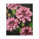 Thumbnail: Dahlia Art Canvas Print — Matte Stretched Wall Art